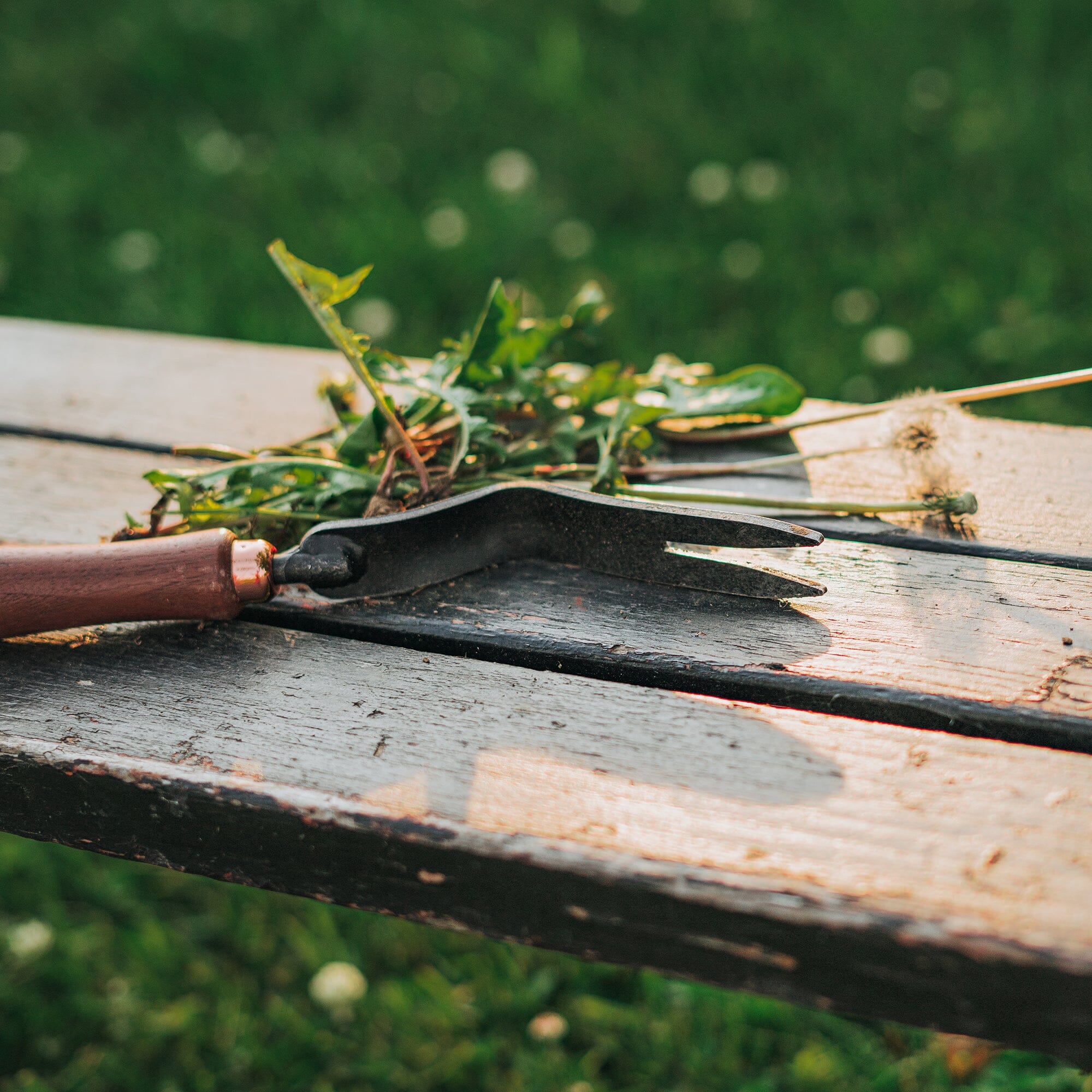 barebones-dandelion-unkrautstecher-ash-mint-edelstahl image 8
